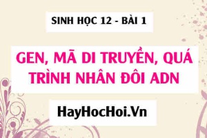 Gen là gì? Mã di truyền là gì? Cấu trúc chung của Gen cấu trúc và quá trình nhân đôi của ADN - Sinh 12 bài 1